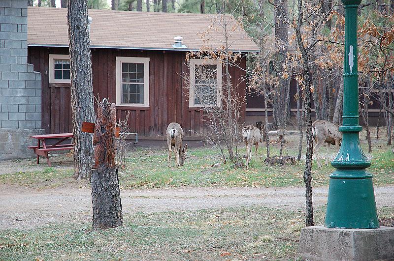 Deer at cabin up the road.JPG